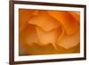 Begonia Glow II-Rita Crane-Framed Photographic Print