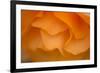 Begonia Glow II-Rita Crane-Framed Photographic Print