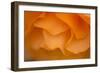 Begonia Glow II-Rita Crane-Framed Photographic Print