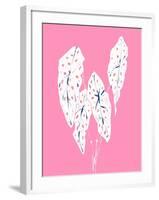 Begonia Maculata Pink-Francesco Gulina-Framed Photographic Print