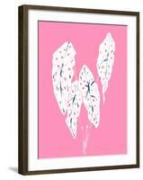 Begonia Maculata Pink-Francesco Gulina-Framed Photographic Print