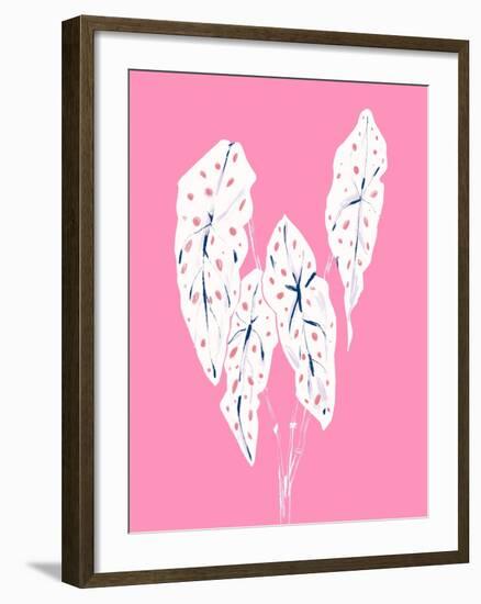 Begonia Maculata Pink-Francesco Gulina-Framed Photographic Print