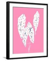 Begonia Maculata Pink-Francesco Gulina-Framed Photographic Print