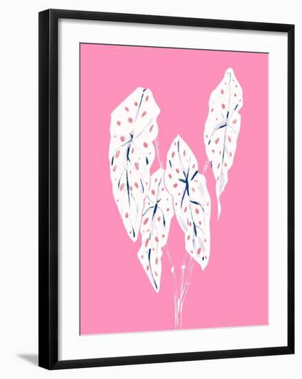 Begonia Maculata Pink-Francesco Gulina-Framed Photographic Print