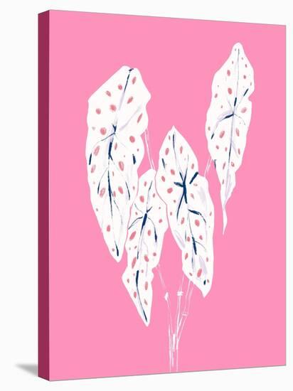 Begonia Maculata Pink-Francesco Gulina-Stretched Canvas