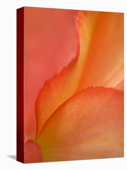 Begonia Petal Close-up-Nancy Rotenberg-Stretched Canvas