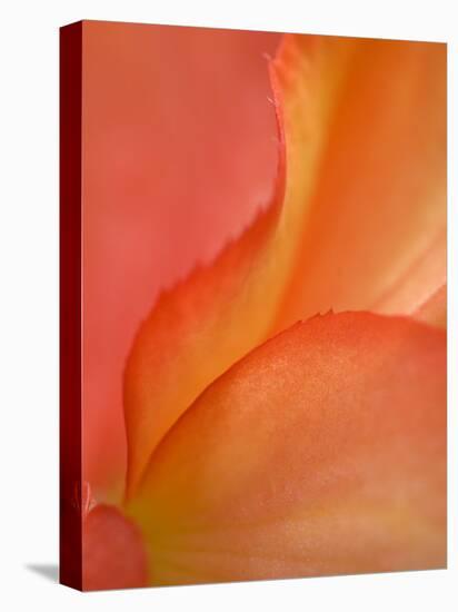 Begonia Petal Close-up-Nancy Rotenberg-Stretched Canvas