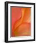 Begonia Petal Close-up-Nancy Rotenberg-Framed Photographic Print