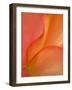 Begonia Petal Close-up-Nancy Rotenberg-Framed Photographic Print