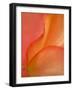 Begonia Petal Close-up-Nancy Rotenberg-Framed Photographic Print