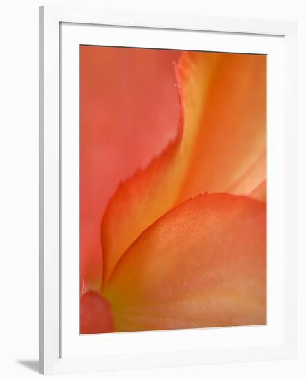 Begonia Petal Close-up-Nancy Rotenberg-Framed Photographic Print