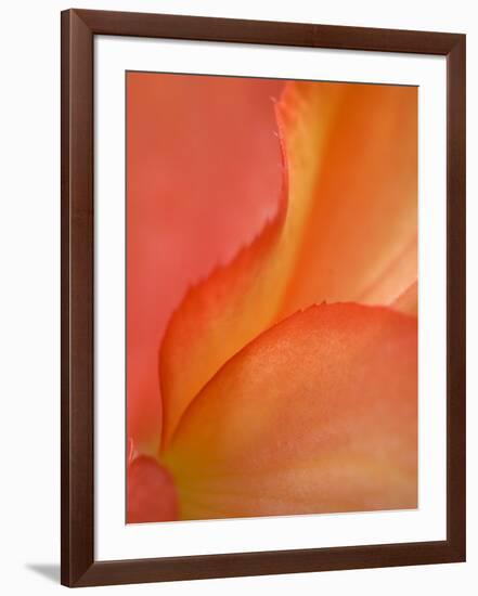 Begonia Petal Close-up-Nancy Rotenberg-Framed Photographic Print