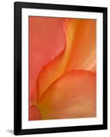 Begonia Petal Close-up-Nancy Rotenberg-Framed Photographic Print