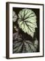 Begonia rex/Begonia-European School-Framed Giclee Print