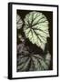 Begonia rex/Begonia-European School-Framed Giclee Print