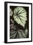 Begonia rex/Begonia-European School-Framed Giclee Print