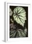 Begonia rex/Begonia-European School-Framed Giclee Print