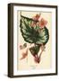 Begonia rex.-Désiré Georges Jean Marie Bois-Framed Giclee Print