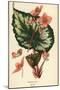 Begonia rex.-Désiré Georges Jean Marie Bois-Mounted Giclee Print