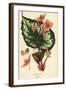 Begonia rex.-Désiré Georges Jean Marie Bois-Framed Giclee Print