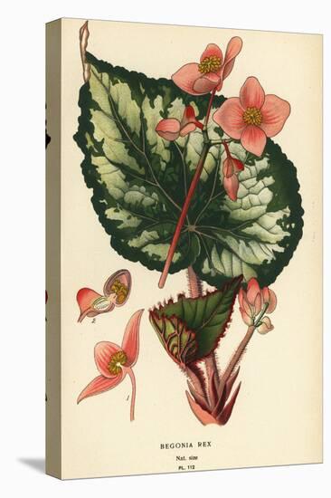 Begonia rex.-Désiré Georges Jean Marie Bois-Stretched Canvas