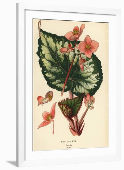 Begonia rex.-Désiré Georges Jean Marie Bois-Framed Giclee Print