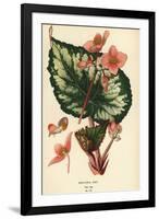 Begonia rex.-Désiré Georges Jean Marie Bois-Framed Giclee Print