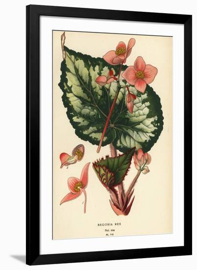 Begonia rex.-Désiré Georges Jean Marie Bois-Framed Giclee Print