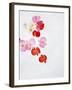Begonia Semperflorens, Blossoms, Pink, Red, White, Yellow-Axel Killian-Framed Photographic Print