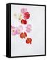 Begonia Semperflorens, Blossoms, Pink, Red, White, Yellow-Axel Killian-Framed Stretched Canvas