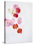 Begonia Semperflorens, Blossoms, Pink, Red, White, Yellow-Axel Killian-Stretched Canvas