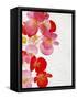 Begonia Semperflorens, Blossoms, Pink, Red, White, Yellow-Axel Killian-Framed Stretched Canvas