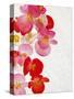 Begonia Semperflorens, Blossoms, Pink, Red, White, Yellow-Axel Killian-Stretched Canvas