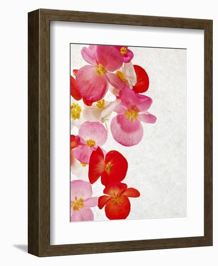 Begonia Semperflorens, Blossoms, Pink, Red, White, Yellow-Axel Killian-Framed Photographic Print