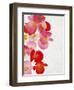 Begonia Semperflorens, Blossoms, Pink, Red, White, Yellow-Axel Killian-Framed Photographic Print