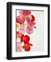 Begonia Semperflorens, Blossoms, Pink, Red, White, Yellow-Axel Killian-Framed Photographic Print