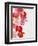 Begonia Semperflorens, Blossoms, Pink, Red, White, Yellow-Axel Killian-Framed Photographic Print