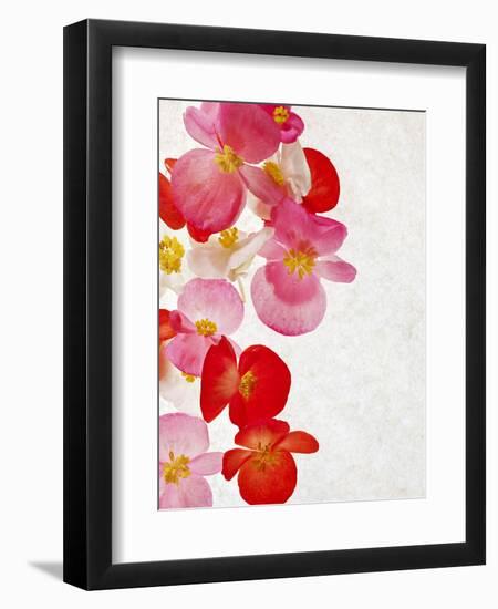 Begonia Semperflorens, Blossoms, Pink, Red, White, Yellow-Axel Killian-Framed Photographic Print