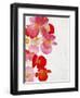 Begonia Semperflorens, Blossoms, Pink, Red, White, Yellow-Axel Killian-Framed Photographic Print