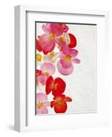 Begonia Semperflorens, Blossoms, Pink, Red, White, Yellow-Axel Killian-Framed Photographic Print