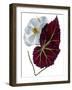 Begonia White-Julia McLemore-Framed Photographic Print