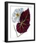 Begonia White-Julia McLemore-Framed Photographic Print