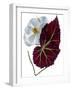 Begonia White-Julia McLemore-Framed Photographic Print