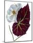 Begonia White-Julia McLemore-Mounted Photographic Print