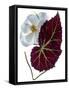 Begonia White-Julia McLemore-Framed Stretched Canvas
