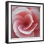 Begonia-Lotte Gronkjaer-Framed Giclee Print