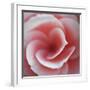 Begonia-Lotte Gronkjaer-Framed Giclee Print