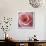 Begonia-Lotte Gronkjaer-Giclee Print displayed on a wall