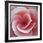 Begonia-Lotte Gronkjaer-Framed Giclee Print