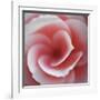 Begonia-Lotte Gronkjaer-Framed Giclee Print